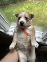 Orange Collar - Girl, a female Pomsky for sale in Dellroy, OH – 5 of 10
