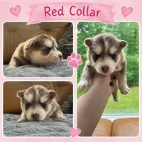 Red Collar – Girl, a female Pomsky for sale in Dellroy, OH – 1 of 10