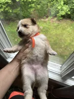 Orange Collar - Girl, a female Pomsky for sale in Dellroy, OH – 2 of 10