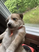 Orange Collar - Girl, a female Pomsky for sale in Dellroy, OH – 4 of 10