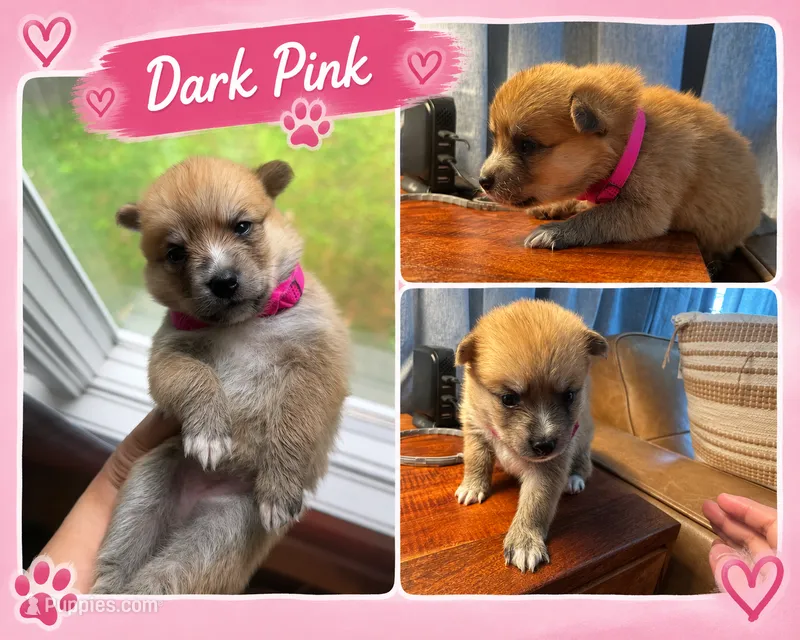 Dark Pink Collar – Girl – Pomsky puppy for sale in Dellroy, OH