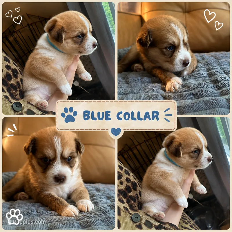 Blue Collar - Boy – Pomsky puppy for sale in Dellroy, OH