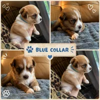 Blue Collar - Boy, a male Pomsky for sale in Dellroy, OH – 1 of 10