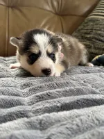 Pink Collar – Girl (Both blue eys), a female Pomsky for sale in Dellroy, OH – 2 of 10