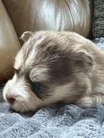 Red Collar – Girl, a female Pomsky for sale in Dellroy, OH – 7 of 10