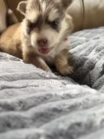 Red Collar – Girl, a female Pomsky for sale in Dellroy, OH – 2 of 10