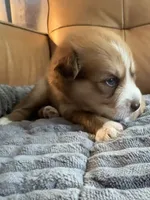 Blue Collar - Boy, a male Pomsky for sale in Dellroy, OH – 2 of 10