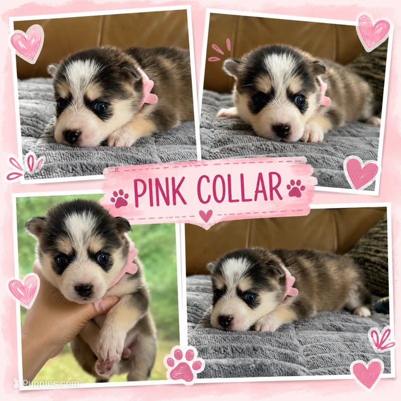 Pink Collar – Girl (Both blue eys) – Pomsky puppy for sale in Dellroy, OH
