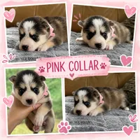 Pink Collar – Girl (Both blue eys), a female Pomsky for sale in Dellroy, OH – 1 of 10