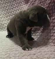 Aspen, a female Olde English Bulldogge for sale in Athol, ID – Photo 3 of 10