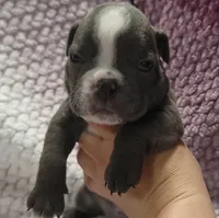 Aspen, a female Olde English Bulldogge for sale in Athol, ID – Photo 10 of 10