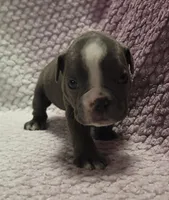 Aspen, a female Olde English Bulldogge for sale in Athol, ID – Photo 8 of 10