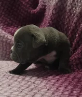 Aspen, a female Olde English Bulldogge for sale in Athol, ID – Photo 2 of 10