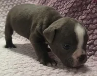 Aspen, a female Olde English Bulldogge for sale in Athol, ID – Photo 4 of 10