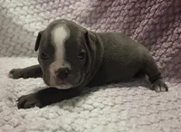 Aspen, a female Olde English Bulldogge for sale in Athol, ID – Photo 7 of 10