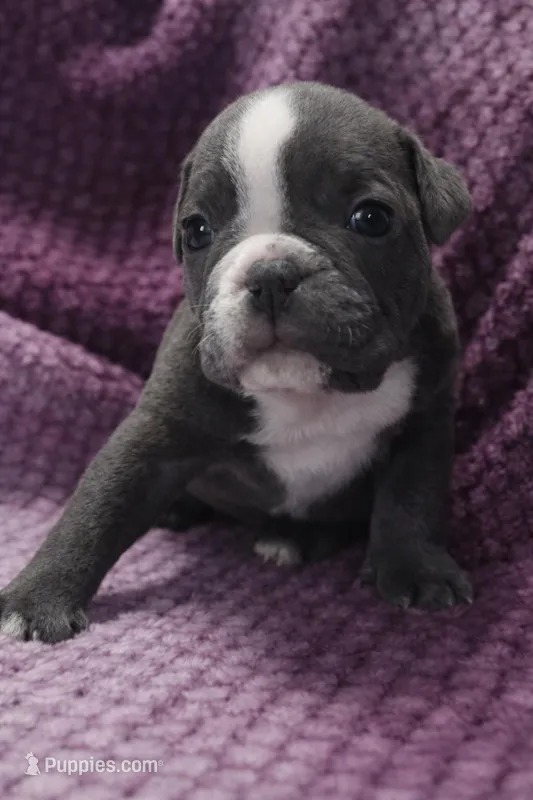 Aspen – Olde English Bulldogge puppy for sale in Athol, ID