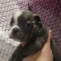Aspen, a female Olde English Bulldogge for sale in Athol, ID – Photo 9 of 10