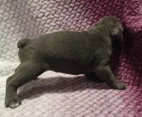 Aspen, a female Olde English Bulldogge for sale in Athol, ID – Photo 5 of 10