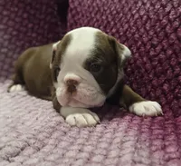 Maple, a female Olde English Bulldogge for sale in Athol, ID – Photo 2 of 6