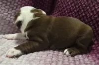 Maple, a female Olde English Bulldogge for sale in Athol, ID – Photo 4 of 6