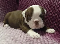 Maple, a female Olde English Bulldogge for sale in Athol, ID – Photo 1 of 6