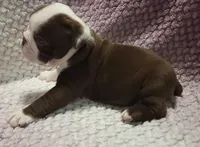 Maple, a female Olde English Bulldogge for sale in Athol, ID – Photo 5 of 6