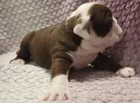 Maple, a female Olde English Bulldogge for sale in Athol, ID – Photo 3 of 6