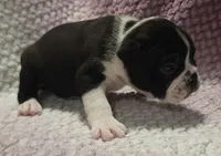 Juniper , a female Olde English Bulldogge for sale in Athol, ID – Photo 4 of 9