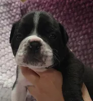 Juniper , a female Olde English Bulldogge for sale in Athol, ID – Photo 9 of 9