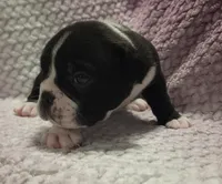 Juniper , a female Olde English Bulldogge for sale in Athol, ID – Photo 6 of 9