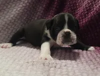 Juniper , a female Olde English Bulldogge for sale in Athol, ID – Photo 5 of 9