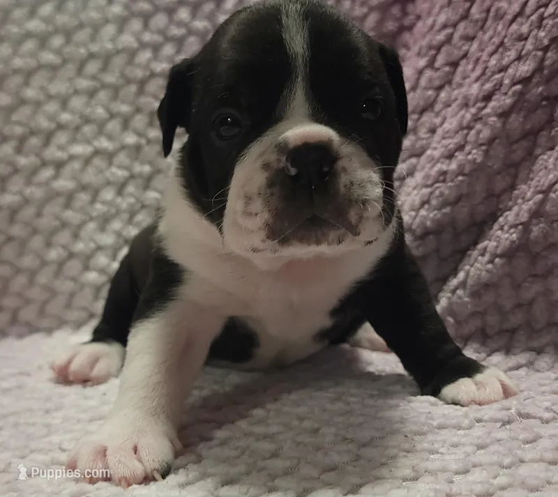 Juniper  – Olde English Bulldogge puppy for sale in Athol, ID