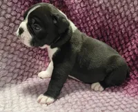 Juniper , a female Olde English Bulldogge for sale in Athol, ID – Photo 3 of 9