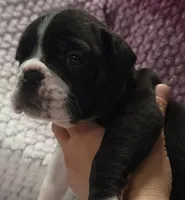 Juniper , a female Olde English Bulldogge for sale in Athol, ID – Photo 8 of 9