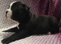 Pine , a male Olde English Bulldogge for sale in Athol, ID – Photo 2 of 10