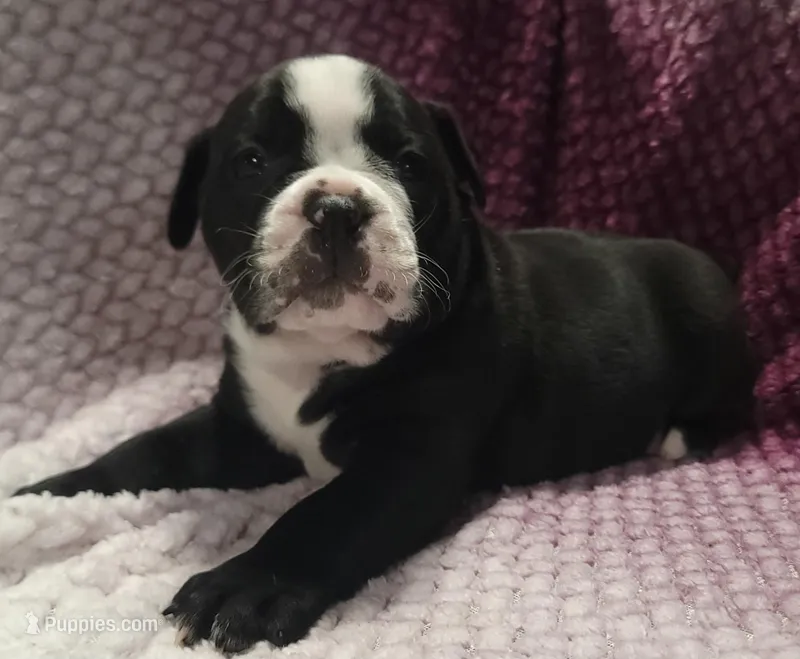 Pine  – Olde English Bulldogge puppy for sale in Athol, ID