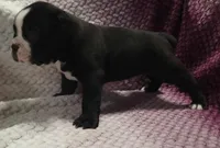 Pine , a male Olde English Bulldogge for sale in Athol, ID – Photo 3 of 10