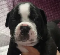 Pine , a male Olde English Bulldogge for sale in Athol, ID – Photo 9 of 10