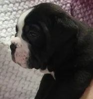 Pine , a male Olde English Bulldogge for sale in Athol, ID – Photo 10 of 10