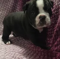 Pine , a male Olde English Bulldogge for sale in Athol, ID – Photo 5 of 10