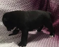 Pine , a male Olde English Bulldogge for sale in Athol, ID – Photo 4 of 10