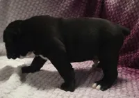 Pine , a male Olde English Bulldogge for sale in Athol, ID – Photo 7 of 10