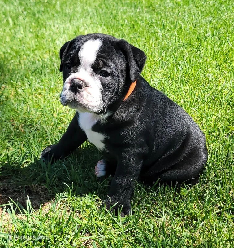 Pine  – Olde English Bulldogge puppy for sale in Athol, ID