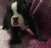 Pine , a male Olde English Bulldogge for sale in Athol, ID – Photo 6 of 10