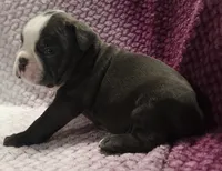 Spruce, a male Olde English Bulldogge for sale in Athol, ID – Photo 3 of 8