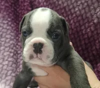 Spruce, a male Olde English Bulldogge for sale in Athol, ID – Photo 8 of 8