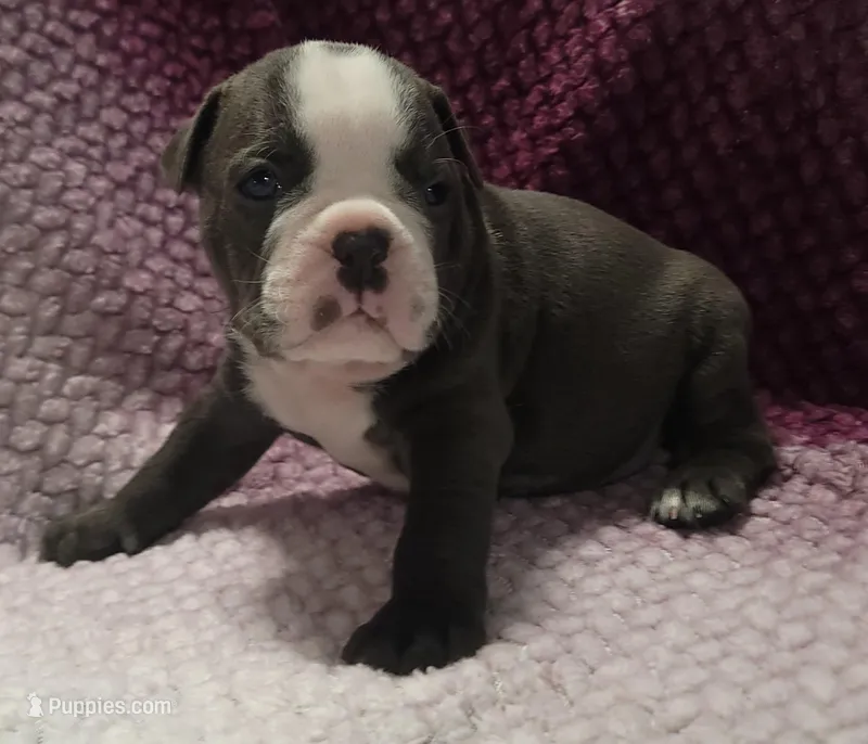 Spruce – Olde English Bulldogge puppy for sale in Athol, ID