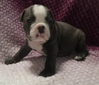 Spruce, a male Olde English Bulldogge for sale in Athol, ID – Photo 1 of 8