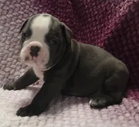 Spruce, a male Olde English Bulldogge for sale in Athol, ID – Photo 2 of 8