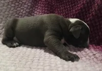 Spruce, a male Olde English Bulldogge for sale in Athol, ID – Photo 4 of 8